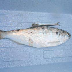 オリジナルメーカー海づり公園(市原市海づり施設) 釣果