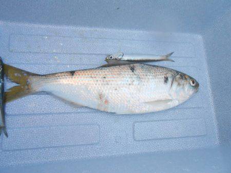 オリジナルメーカー海づり公園(市原市海づり施設) 釣果