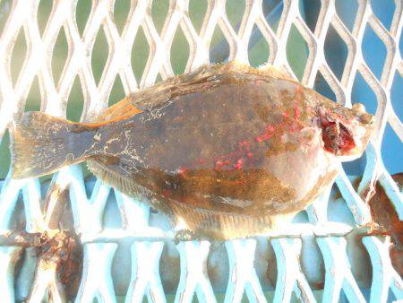 オリジナルメーカー海づり公園(市原市海づり施設) 釣果