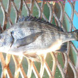 オリジナルメーカー海づり公園(市原市海づり施設) 釣果