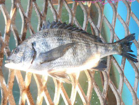 オリジナルメーカー海づり公園(市原市海づり…