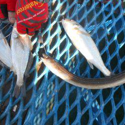 オリジナルメーカー海づり公園(市原市海づり施設) 釣果