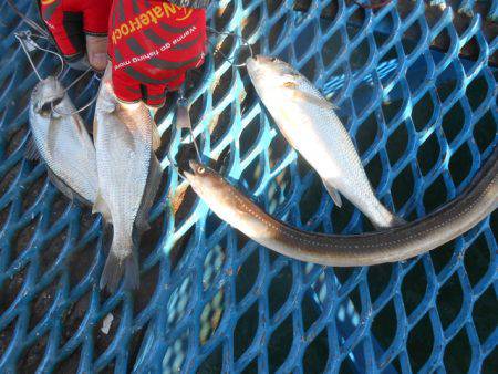 オリジナルメーカー海づり公園(市原市海づり施設) 釣果