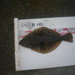 姫路市立遊魚センター 釣果