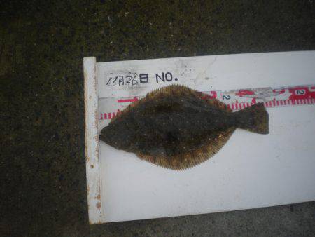 姫路市立遊魚センター 釣果