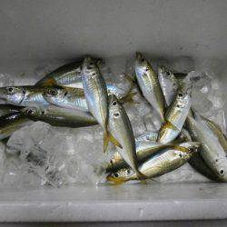 大阪南港海つり公園 釣果