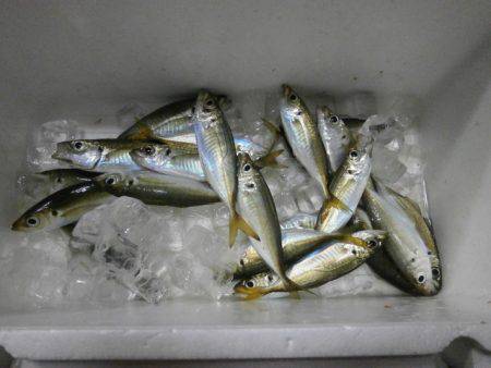 大阪南港海つり公園 釣果