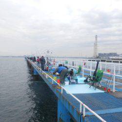 オリジナルメーカー海づり公園(市原市海づり施設) 釣果