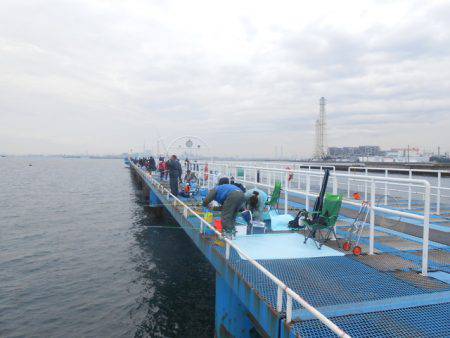 オリジナルメーカー海づり公園(市原市海づり施設) 釣果