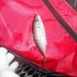 オリジナルメーカー海づり公園(市原市海づり施設) 釣果