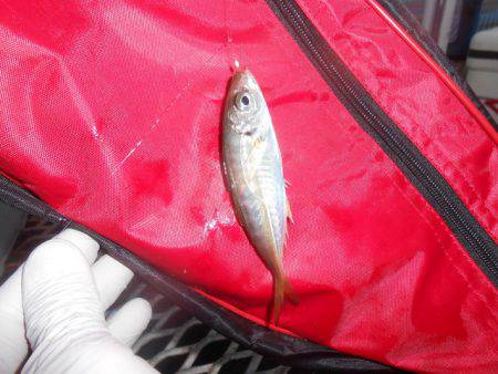 オリジナルメーカー海づり公園(市原市海づり施設) 釣果