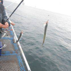 オリジナルメーカー海づり公園(市原市海づり施設) 釣果
