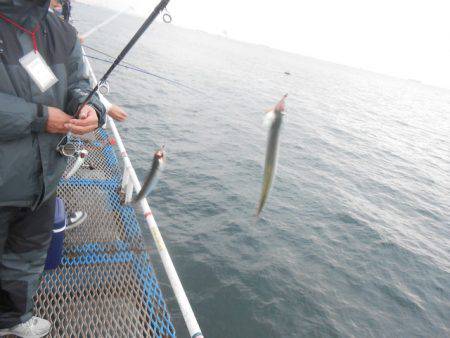 オリジナルメーカー海づり公園(市原市海づり施設) 釣果