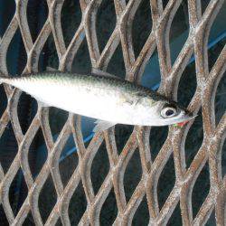 オリジナルメーカー海づり公園(市原市海づり施設) 釣果