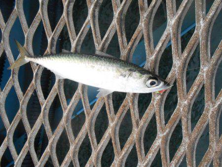 オリジナルメーカー海づり公園(市原市海づり施設) 釣果