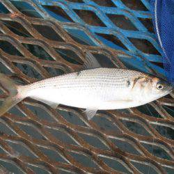 オリジナルメーカー海づり公園(市原市海づり施設) 釣果