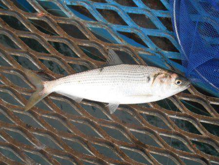 オリジナルメーカー海づり公園(市原市海づり施設) 釣果