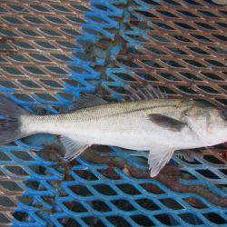 オリジナルメーカー海づり公園(市原市海づり施設) 釣果