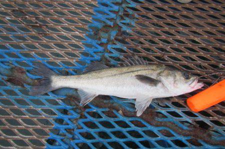 オリジナルメーカー海づり公園(市原市海づり…