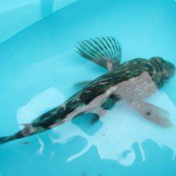 オリジナルメーカー海づり公園(市原市海づり施設) 釣果