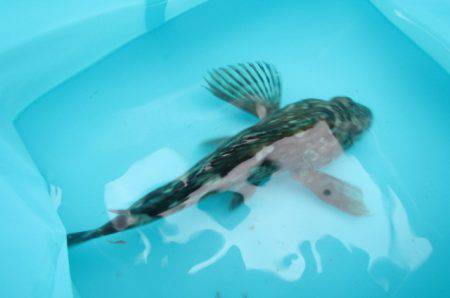 オリジナルメーカー海づり公園(市原市海づり施設) 釣果