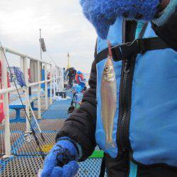 オリジナルメーカー海づり公園(市原市海づり施設) 釣果