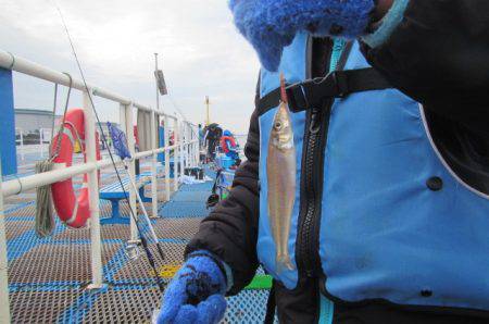 オリジナルメーカー海づり公園(市原市海づり施設) 釣果