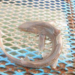 オリジナルメーカー海づり公園(市原市海づり施設) 釣果