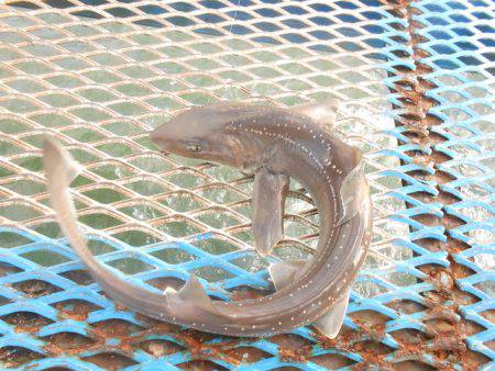 オリジナルメーカー海づり公園(市原市海づり施設) 釣果