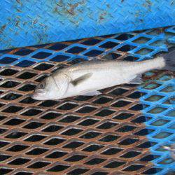 オリジナルメーカー海づり公園(市原市海づり施設) 釣果