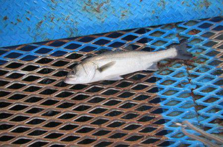 オリジナルメーカー海づり公園(市原市海づり施設) 釣果