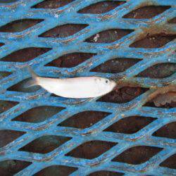 オリジナルメーカー海づり公園(市原市海づり施設) 釣果