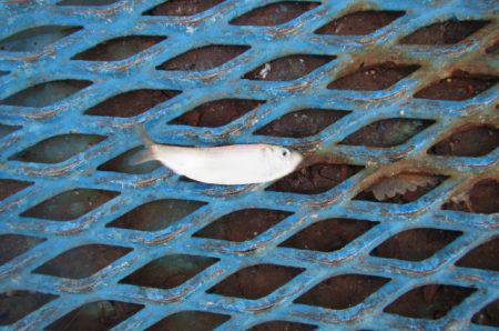 オリジナルメーカー海づり公園(市原市海づり施設) 釣果