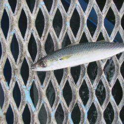 オリジナルメーカー海づり公園(市原市海づり施設) 釣果