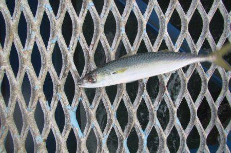 オリジナルメーカー海づり公園(市原市海づり施設) 釣果