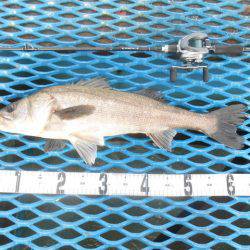 オリジナルメーカー海づり公園(市原市海づり施設) 釣果