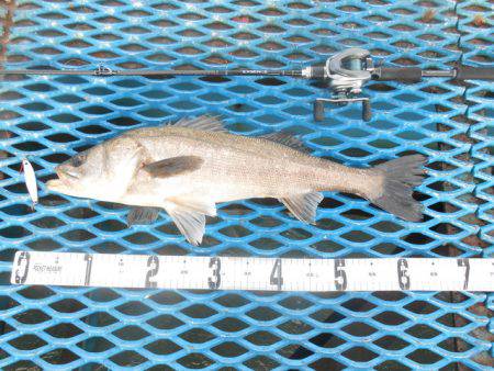 オリジナルメーカー海づり公園(市原市海づり…