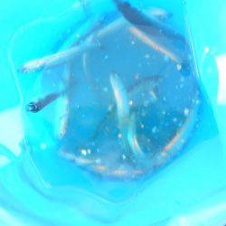 オリジナルメーカー海づり公園(市原市海づり施設) 釣果