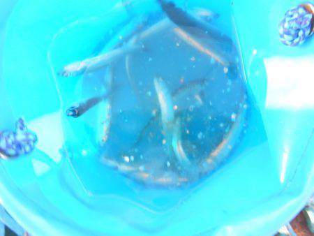 オリジナルメーカー海づり公園(市原市海づり施設) 釣果