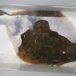 オリジナルメーカー海づり公園(市原市海づり施設) 釣果