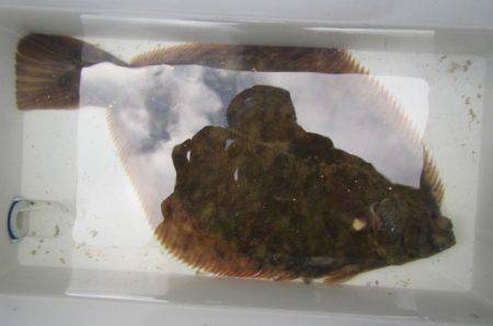 オリジナルメーカー海づり公園(市原市海づり施設) 釣果