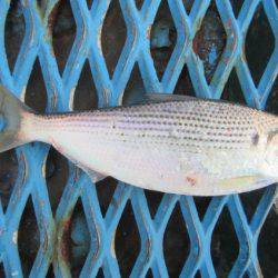 オリジナルメーカー海づり公園(市原市海づり施設) 釣果