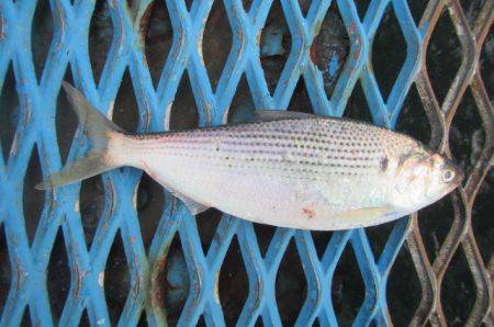 オリジナルメーカー海づり公園(市原市海づり施設) 釣果