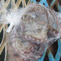 オリジナルメーカー海づり公園(市原市海づり施設) 釣果