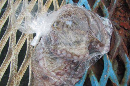 オリジナルメーカー海づり公園(市原市海づり施設) 釣果