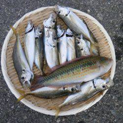 大阪南港海つり公園 釣果