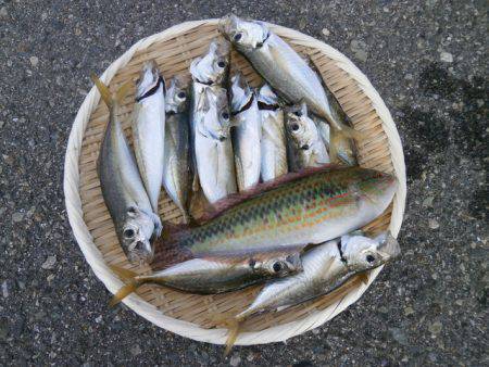 大阪南港海つり公園 釣果