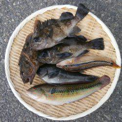 大阪南港海つり公園 釣果