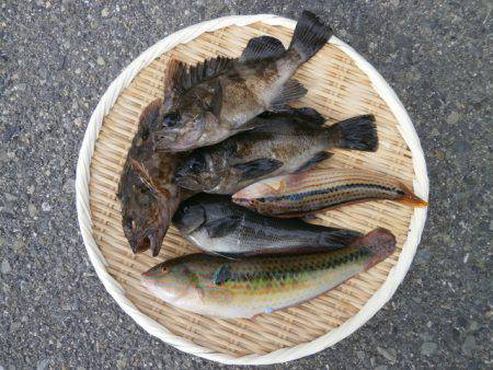 大阪南港海つり公園 釣果