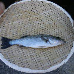 大阪南港海つり公園 釣果